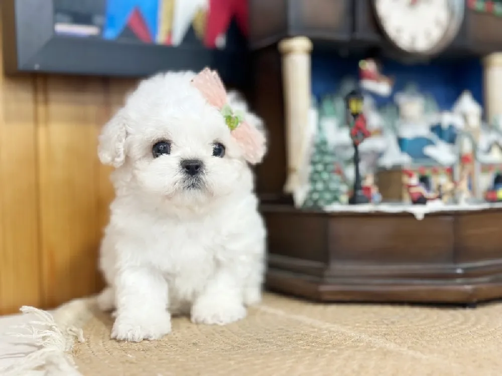 하이바 컷 스타일링 가이드