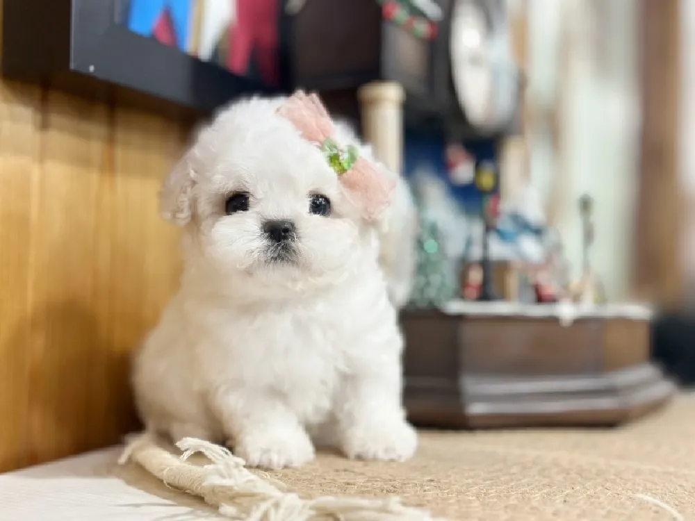 배변 및 사회화 훈련 솔루션