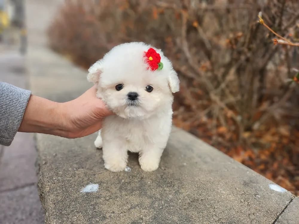 미니비숑 전담 털 관리 코칭