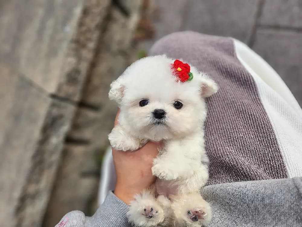 청라 미니비숑분양 청라 미니비숑분양 케어 모습 3