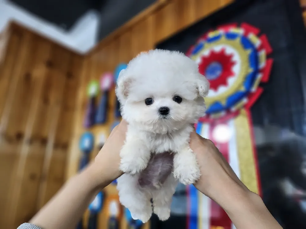 생애 초기 긍정 강화 케어