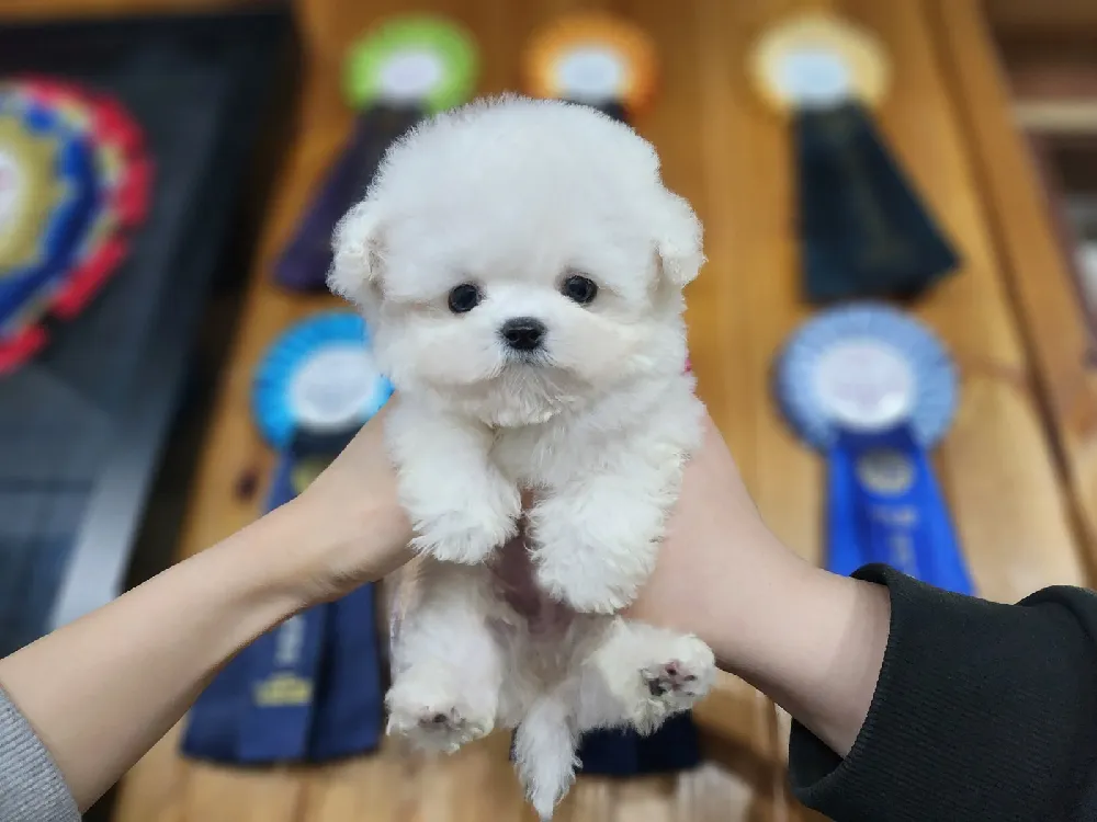 미니비숑 전담 털 관리 코칭