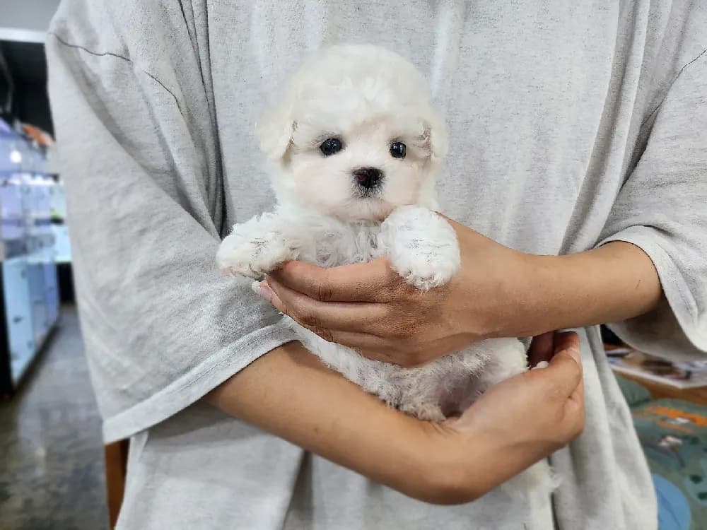 나주 미니비숑분양 나주 미니비숑분양 케어 모습 3