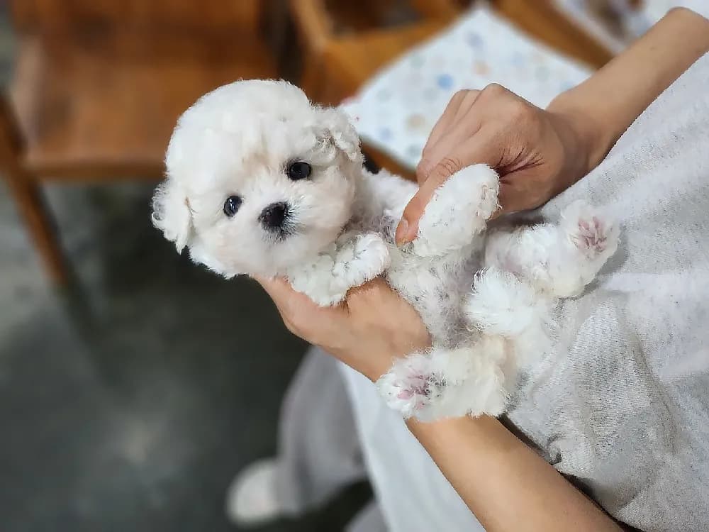초보 견주 양육 컨설팅