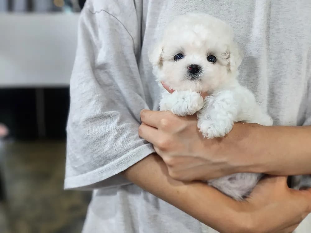 영월 미니비숑분양 영월 미니비숑분양 프로필 2
