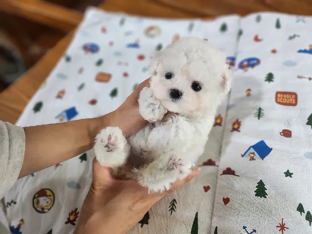 하이바 컷 스타일링 가이드