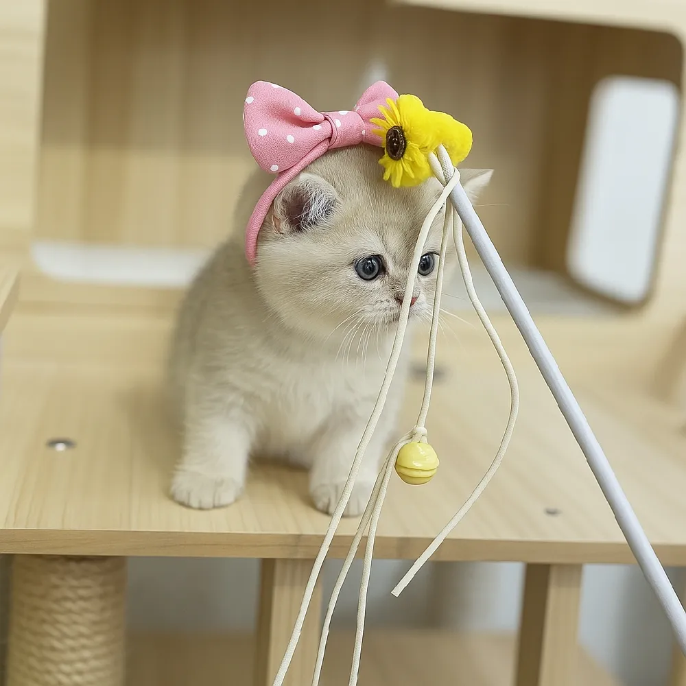 부안 브리티쉬숏헤어분양 부안 브리티쉬숏헤어분양 케어 모습 3
