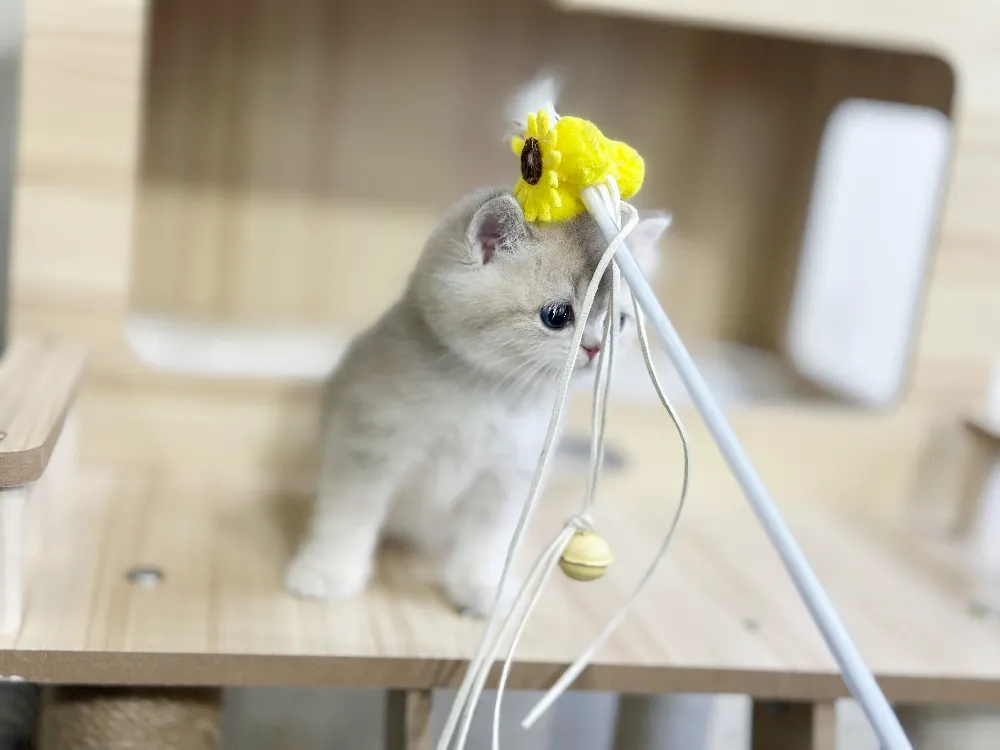 달성군 브리티쉬숏헤어분양 강아지 파양입소 현장 1
