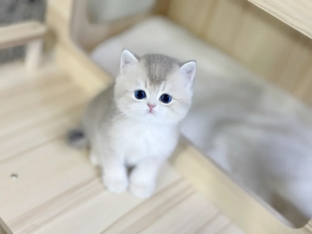 고양이분양 고양이분양 케어 모습 3