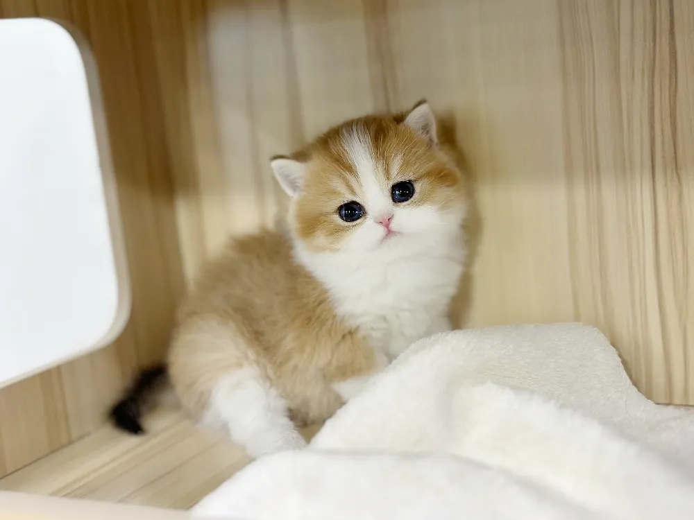 24시간 비상 상담 핫라인