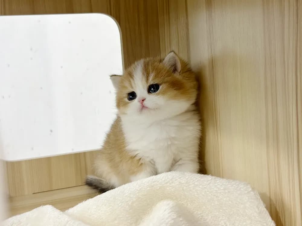 전주 고양이분양 전주 고양이분양 프로필 2