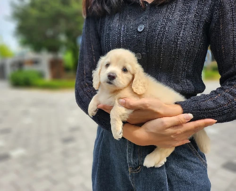 체중 조절 및 영양 밸런스 처방
