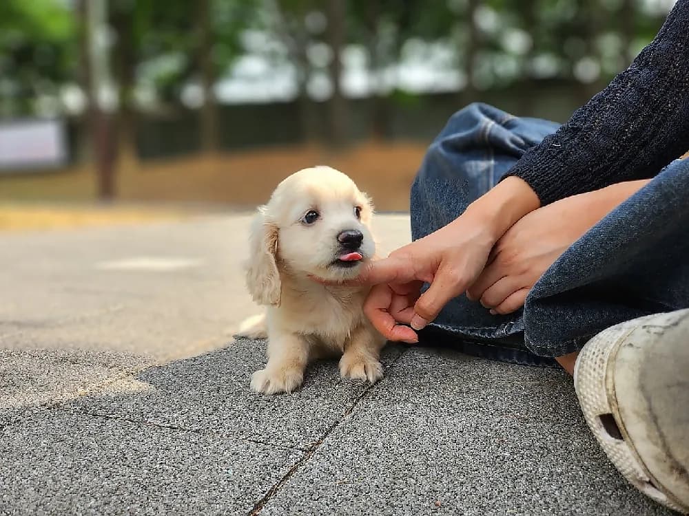 나주 장모닥스훈트분양 나주 장모닥스훈트분양 프로필 2