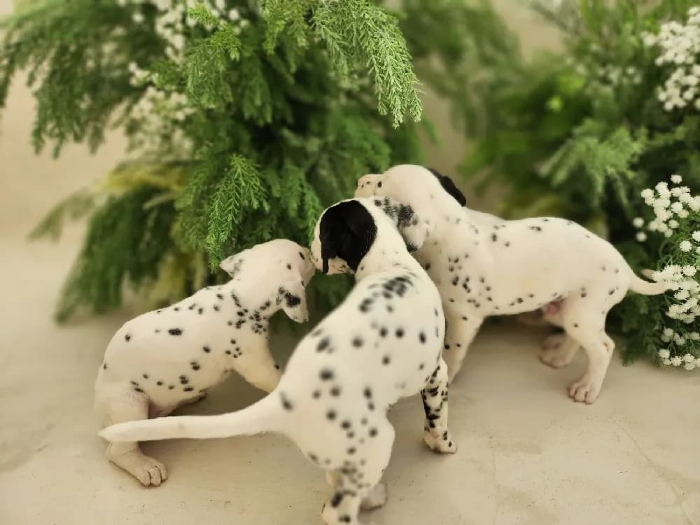안동 달마시안분양 안동 달마시안분양 프로필 2