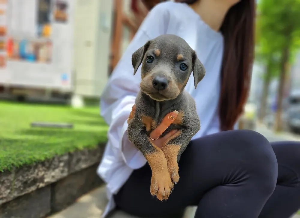 오산 도베르만분양 오산 도베르만분양 프로필 2