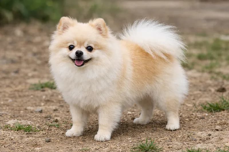 고흥 강아지파양 강아지 파양입소 현장 1