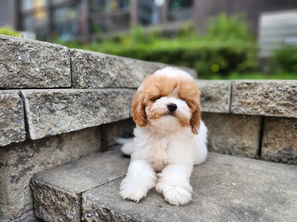 사후 성장 동행 케어
