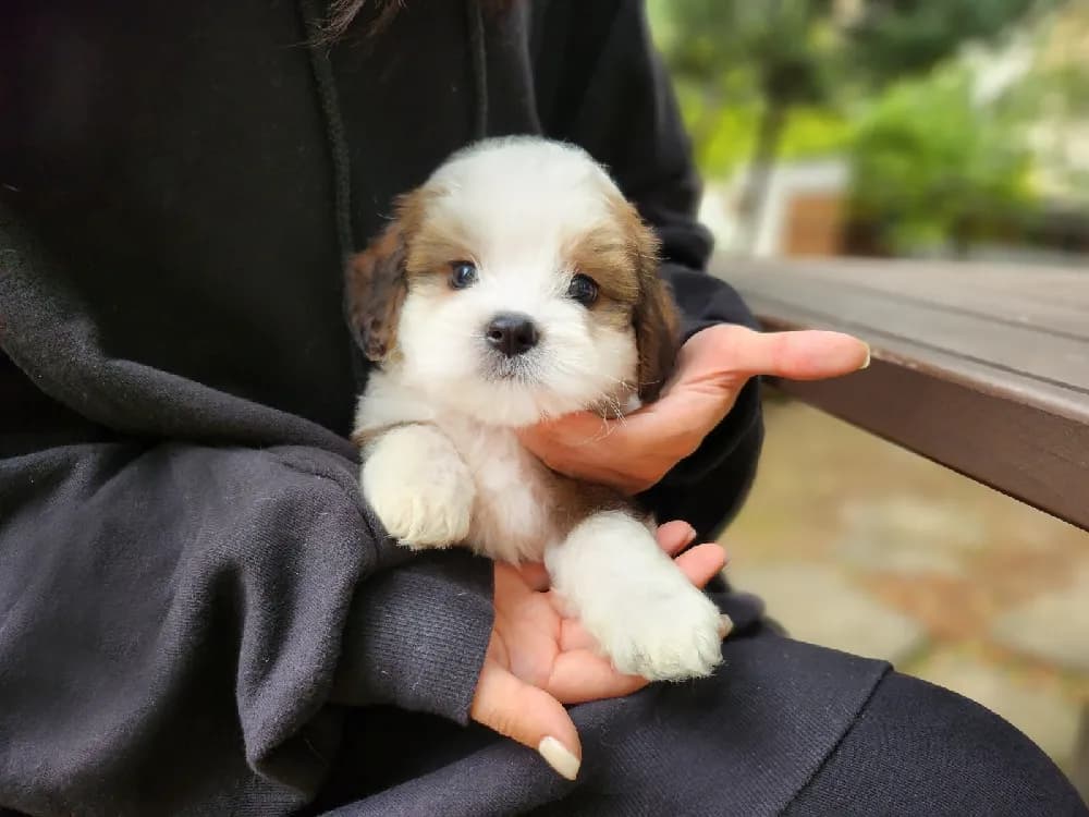 성동 버니두들분양 성동 버니두들분양 케어 모습 3