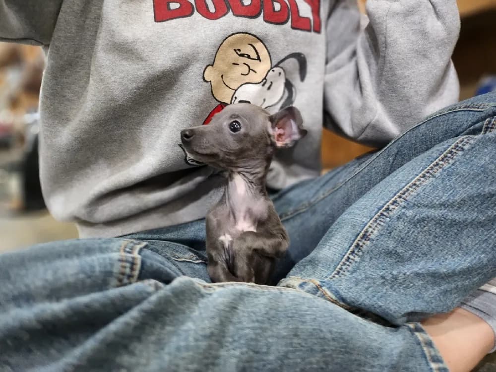 정읍 이탈리안그레이하운드분양 정읍 이탈리안그레이하운드분양 케어 모습 3