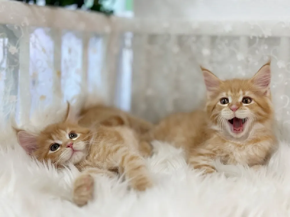 체형 발달 전용 프로페셔널 식단