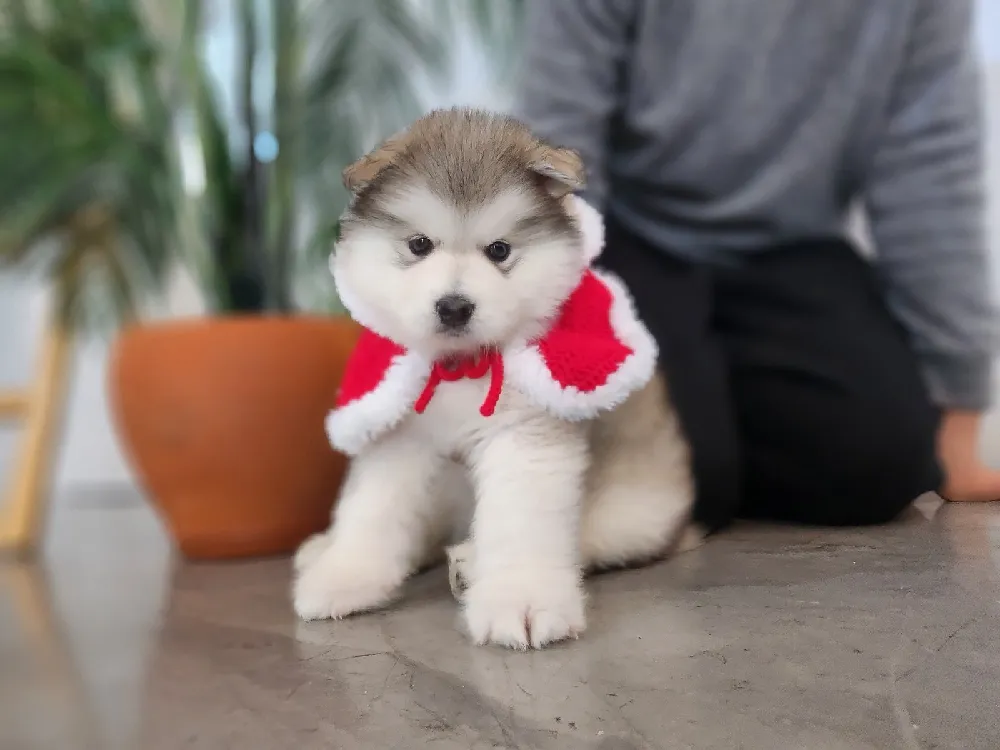 강릉 알래스칸말라뮤트분양 강릉 알래스칸말라뮤트분양 케어 모습 3