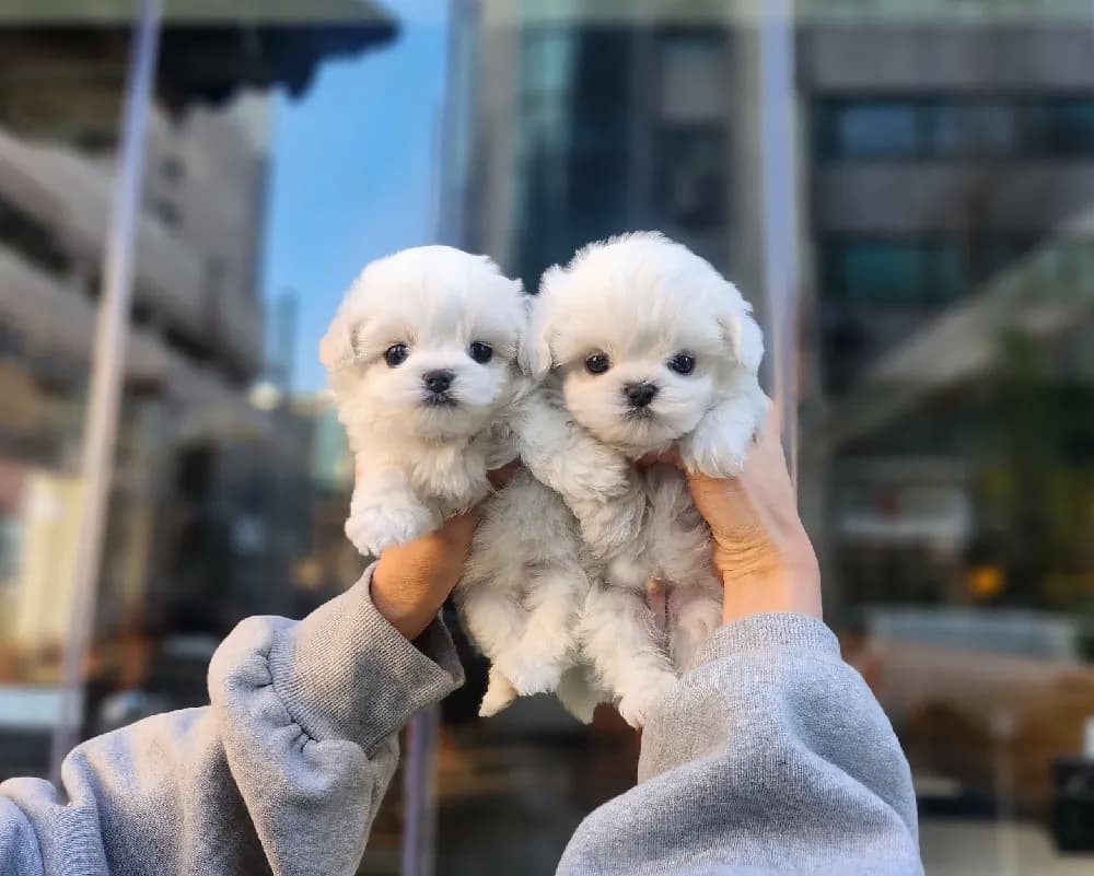 말티즈분양 강아지 파양입소 현장 1