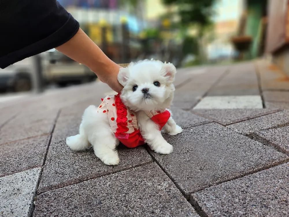 라이프스타일 기반 입양 플랜
