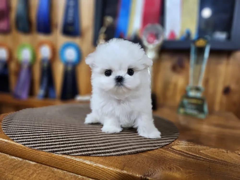 여주 말티즈분양 여주 말티즈분양 프로필 2