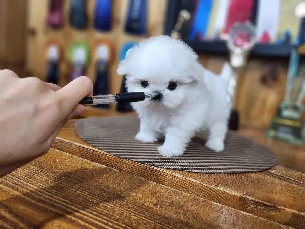 초기 적응 트레이닝 지원