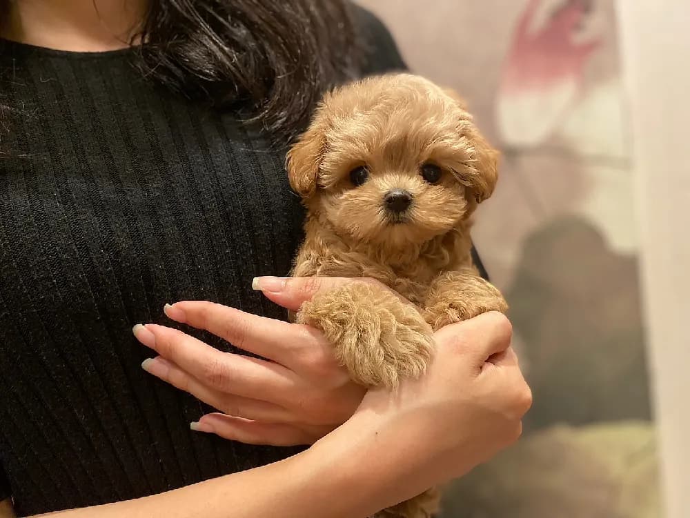 태안 말티푸분양 태안 말티푸분양 케어 모습 3