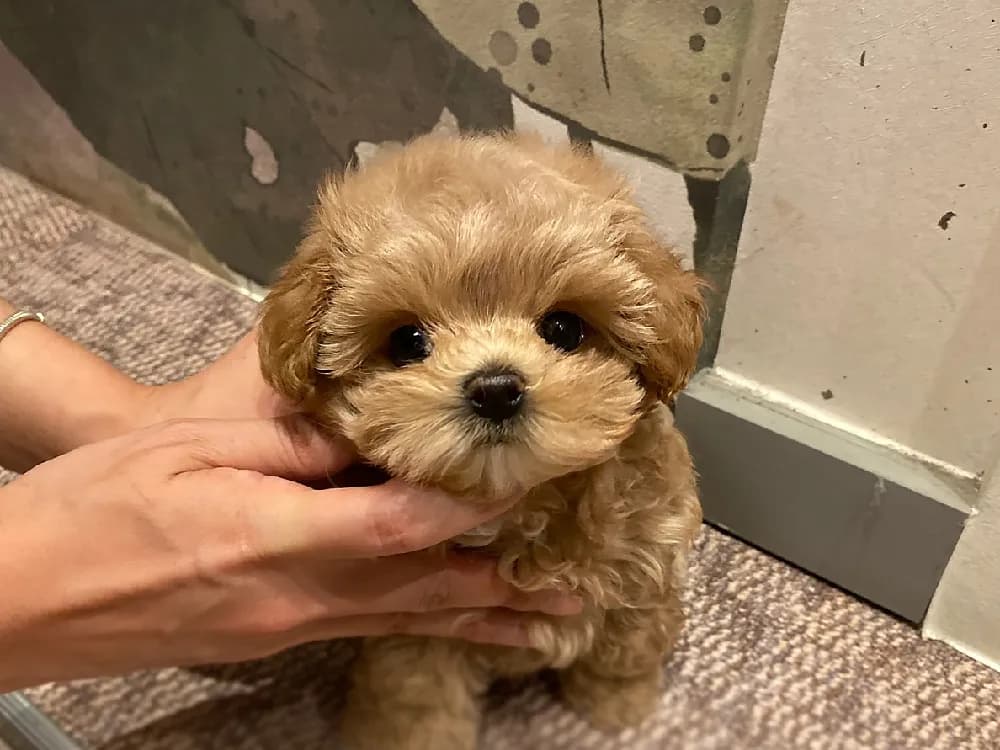 관절/골격 사전 안심 검진