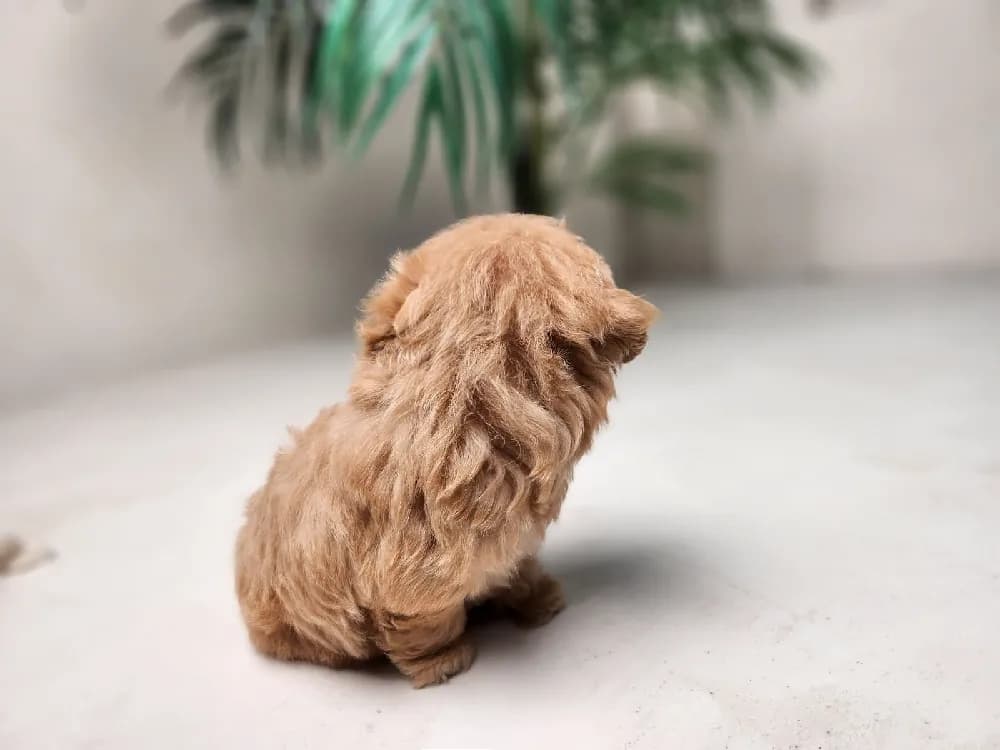 양주 말티푸분양 강아지 파양입소 현장 1