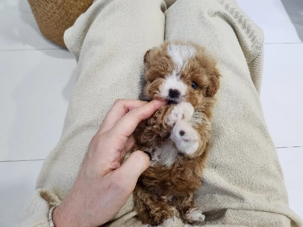 말티푸 전용 홈케어 가이드북 제공