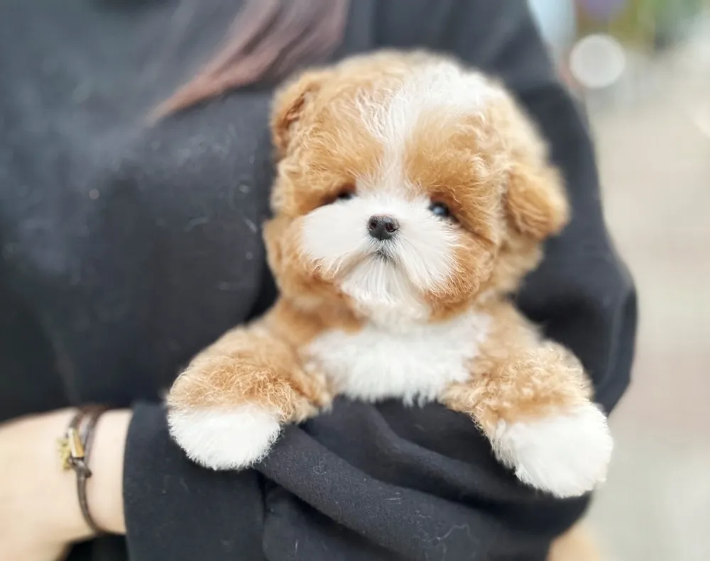 양주 말티푸분양 양주 말티푸분양 프로필 2