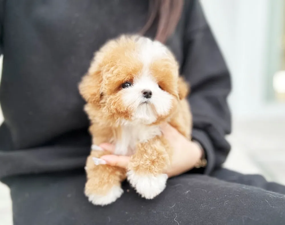 남원 말티푸분양 강아지 파양입소 현장 1