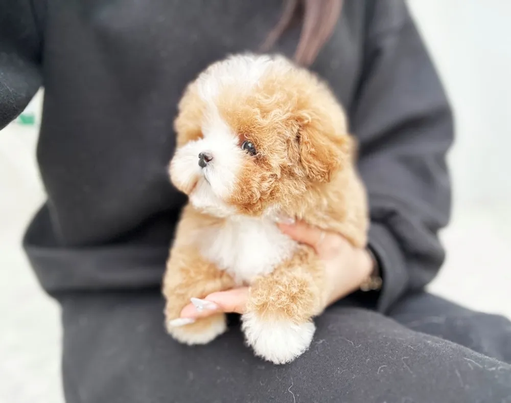 입양 전 행동 교정 케어