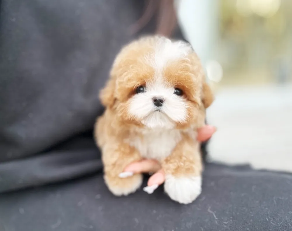 노원 말티푸분양 강아지 파양입소 현장 1