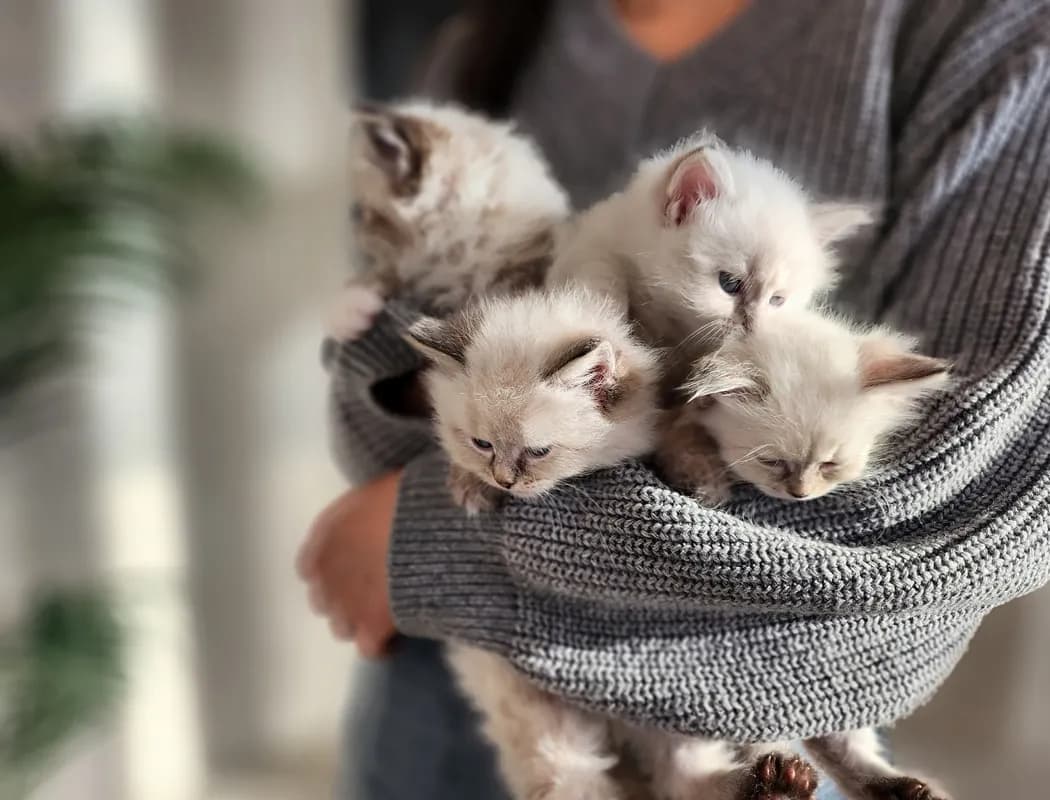 강화 네바마스커레이드분양 강아지 파양입소 현장 1