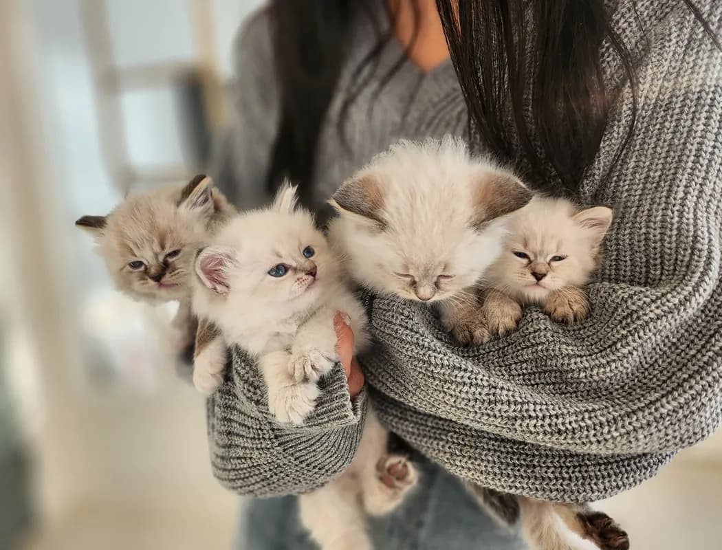 동대문 네바마스커레이드분양 동대문 네바마스커레이드분양 프로필 2