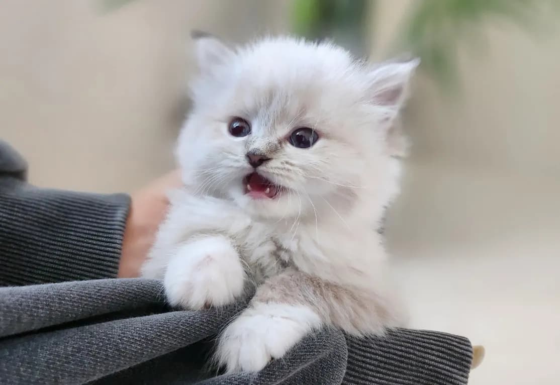 영덕 네바마스커레이드분양 영덕 네바마스커레이드분양 프로필 2