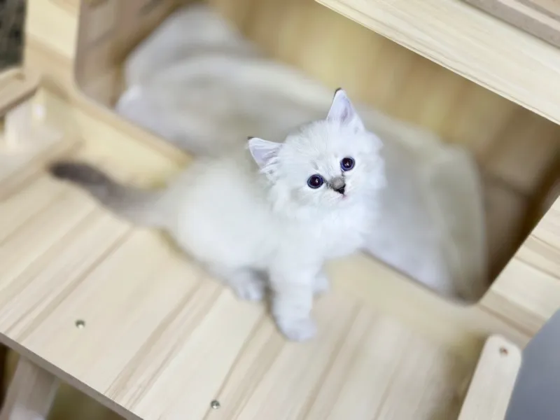 온순한 성향 형성 프로그램