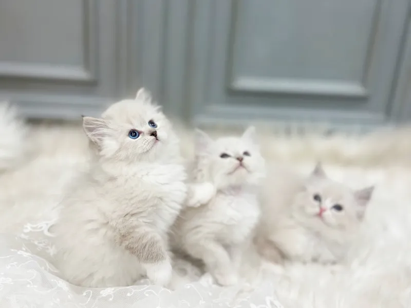 해운대 네바마스커레이드분양 해운대 네바마스커레이드분양 케어 모습 3