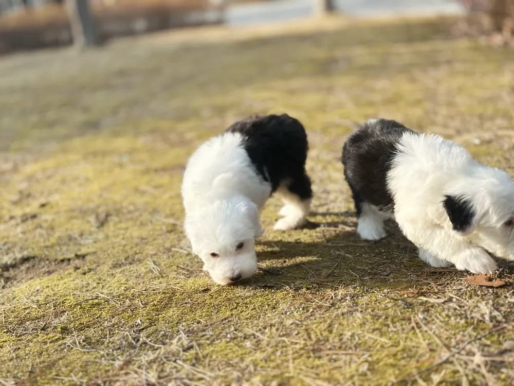 성산구 올드잉글리쉬쉽독분양 성산구 올드잉글리쉬쉽독분양 프로필 2