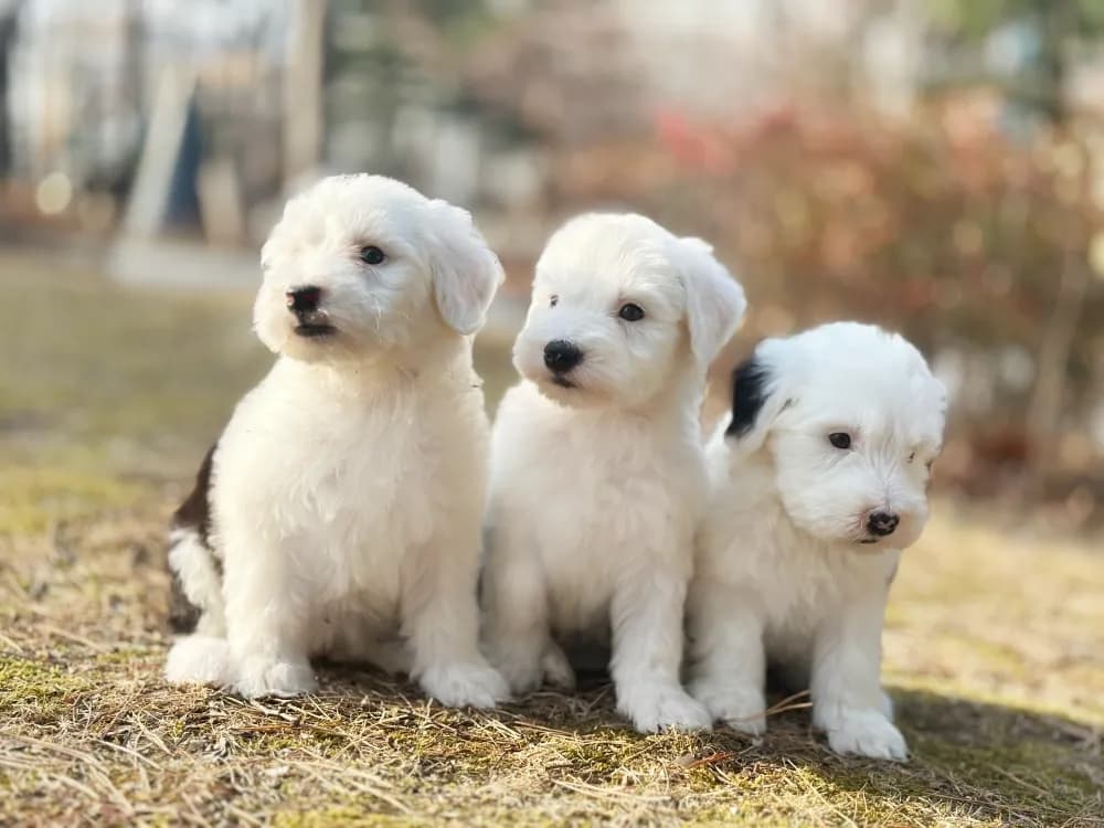 관절 및 안과 정밀 검사