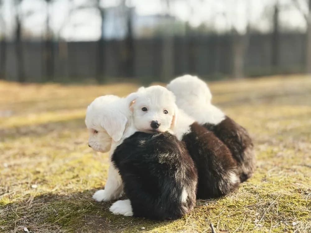 마곡 올드잉글리쉬쉽독분양 마곡 올드잉글리쉬쉽독분양 케어 모습 3