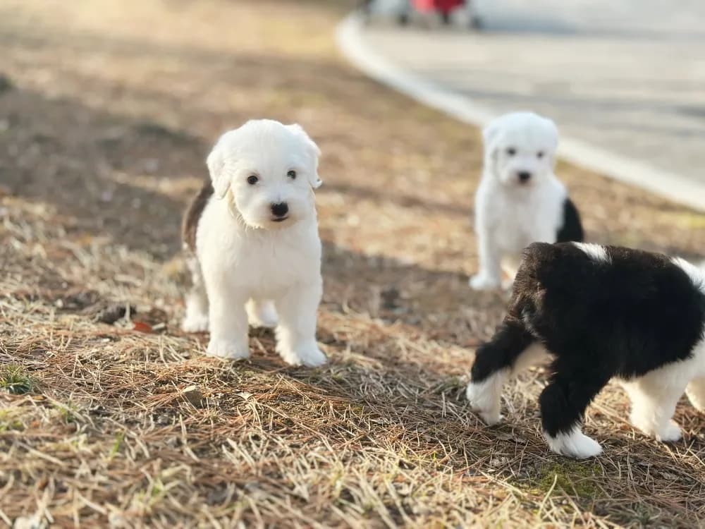 스트레스 프리 환경 적응