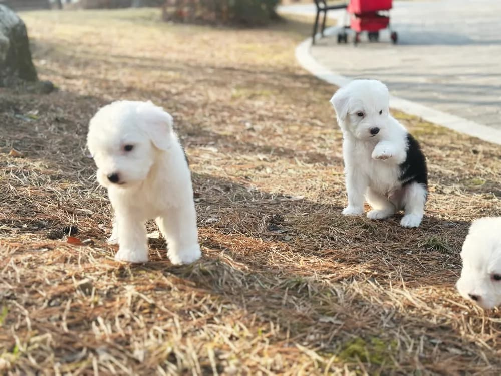관절 및 안과 정밀 검사