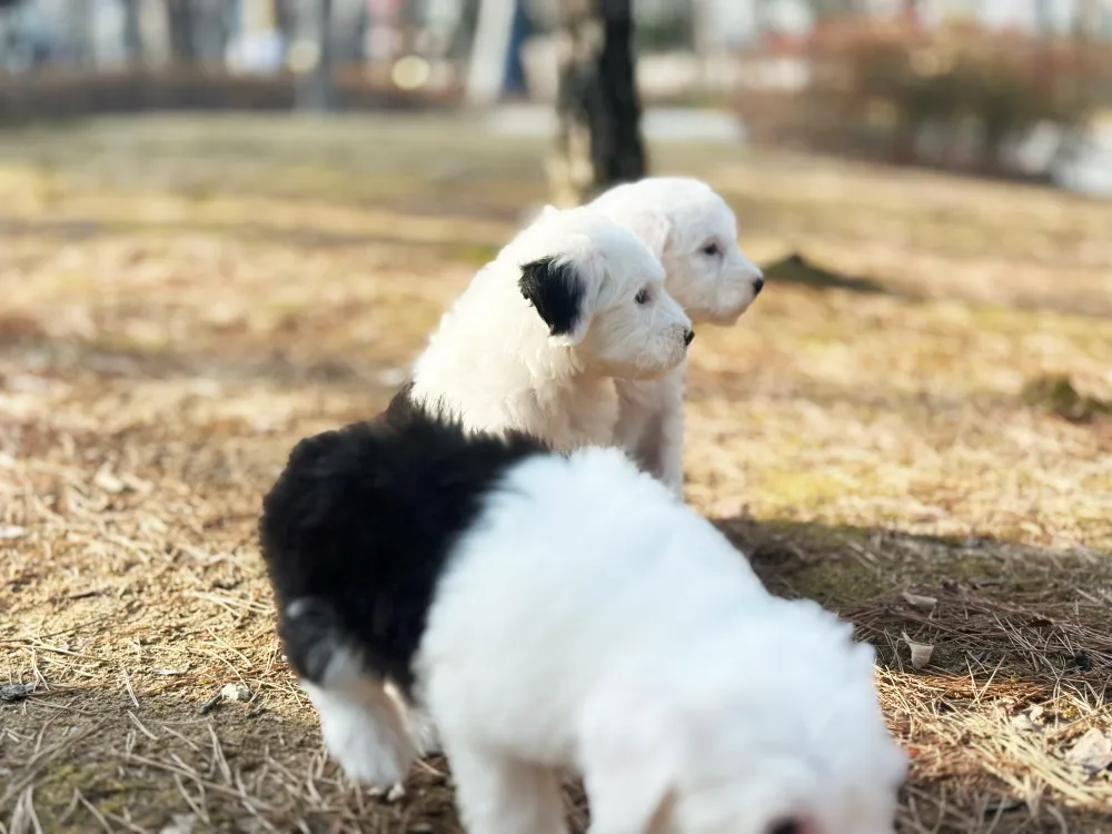 대형견 특화 메디컬 검진