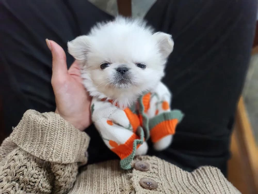 청주 페키니즈분양 청주 페키니즈분양 프로필 2