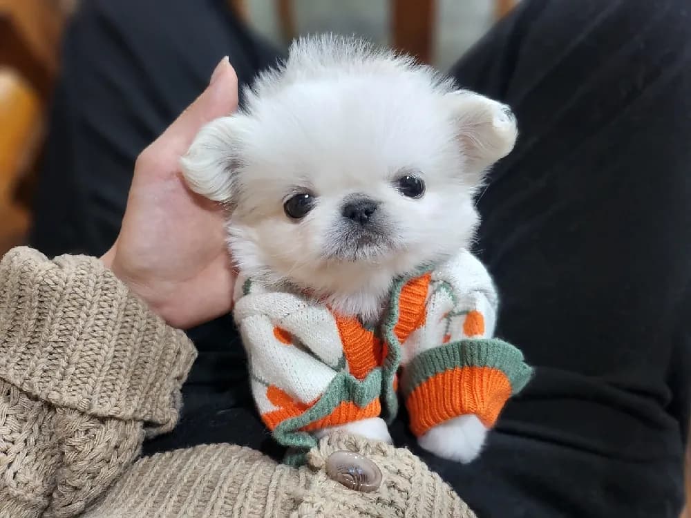 체중 및 관절 케어 프로그램